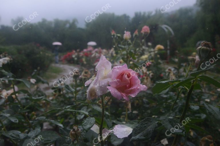 夏季花卉，雨中的月季园