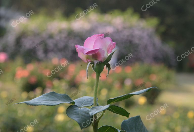 夏季花卉，月季花