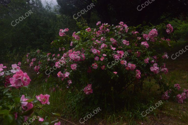 夏季花卉，雨中的红刺玫