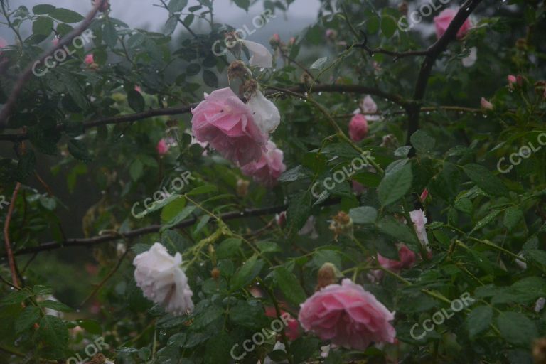 夏季花卉，雨中的月季园