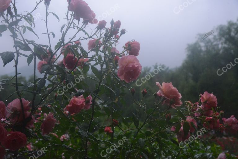 夏季花卉，雨中的月季园