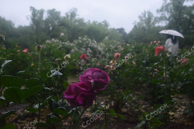 夏季花卉，雨中的月季园