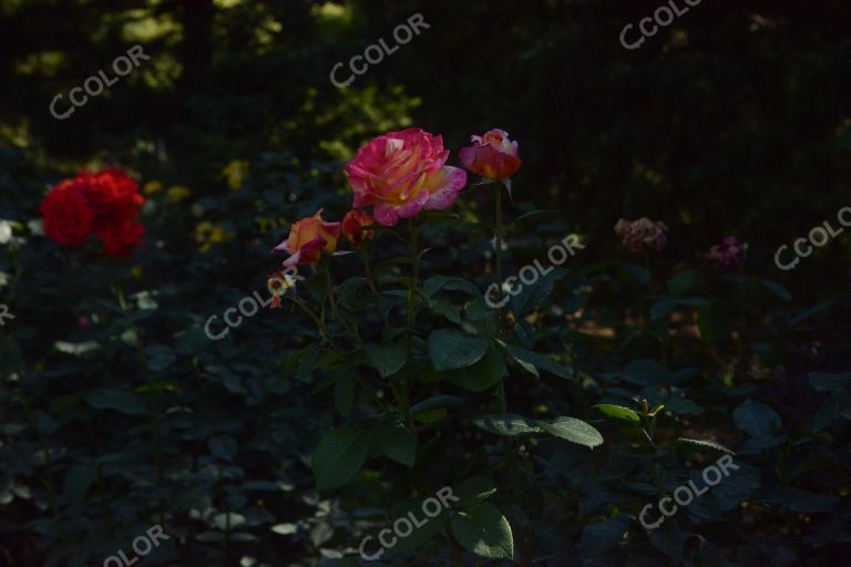 夏季花卉，月季花