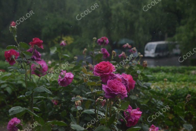 夏季花卉，雨中的月季园