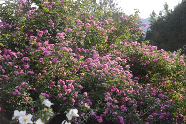 夏季花卉，月季花