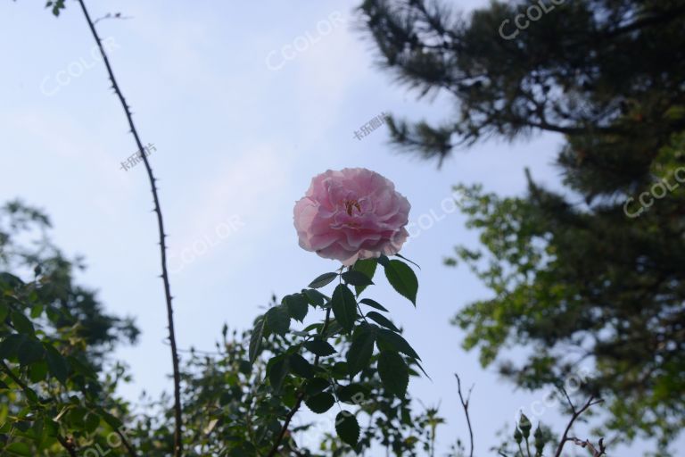 夏季花卉，月季花