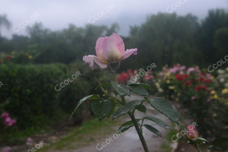 夏季花卉，月季花