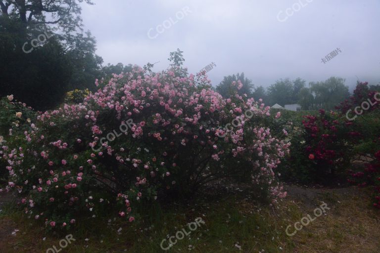 夏季花卉，雨中的月季园