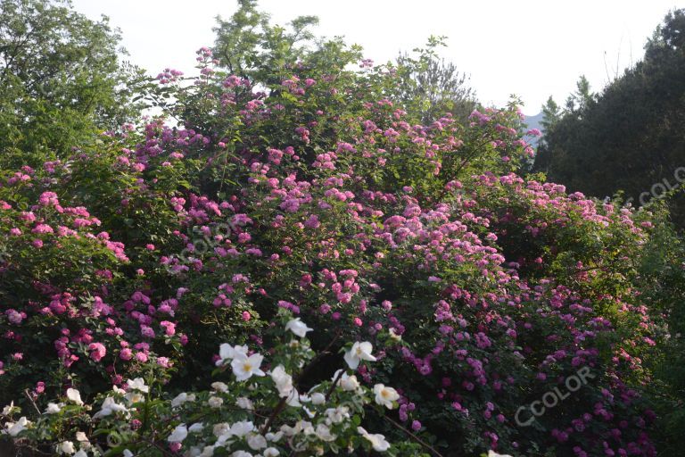 夏季花卉，月季花