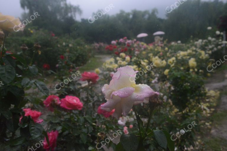 夏季花卉，雨中的月季园