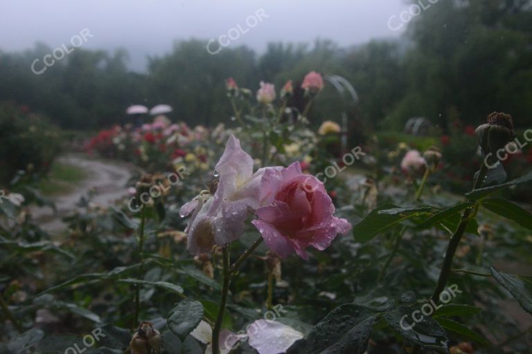 夏季花卉，雨中的月季园