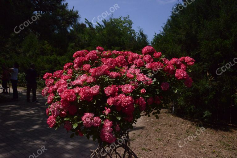 夏季花卉，月季花