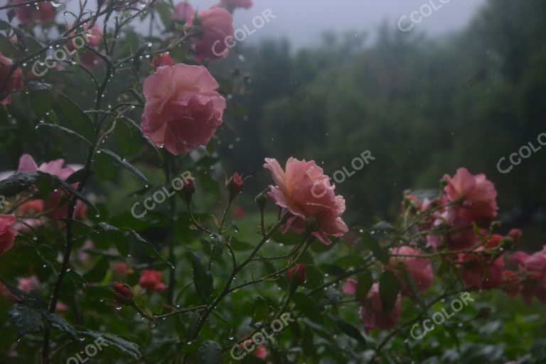 夏季花卉，雨中的月季园