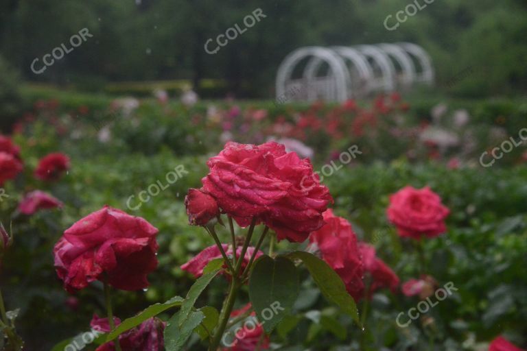 夏季花卉，雨中的月季园