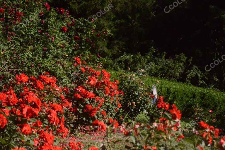 夏季花卉，月季花