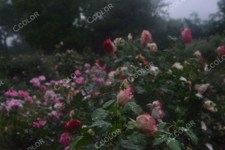 夏季花卉，雨中的月季园