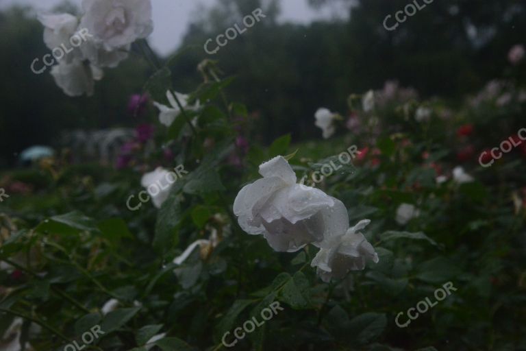 夏季花卉，雨中的月季园