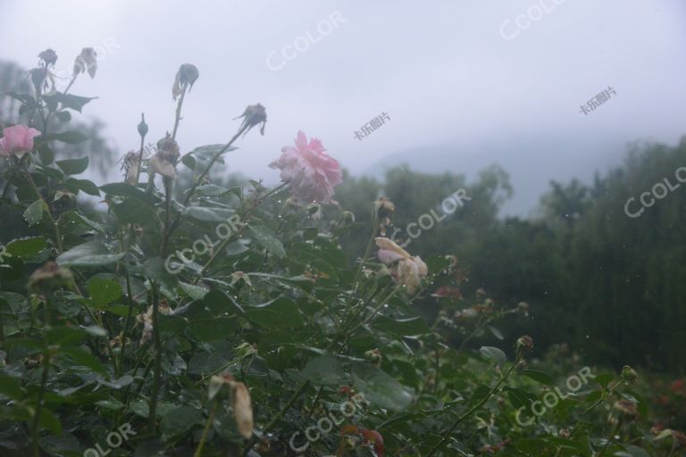 夏季花卉，雨中的月季园