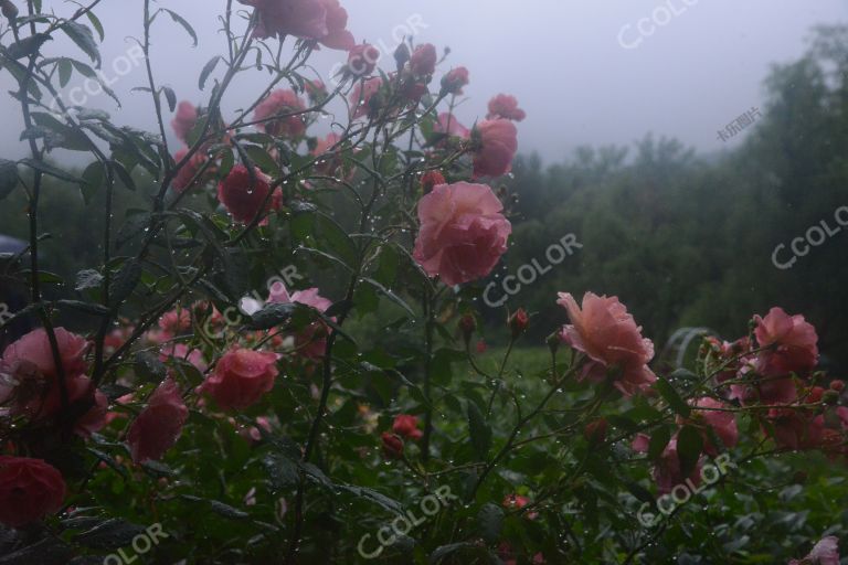 夏季花卉，雨中的月季园