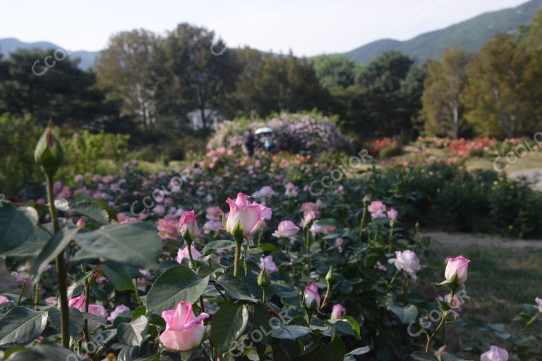 夏季花卉，月季花