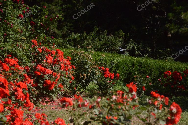 夏季花卉，月季花