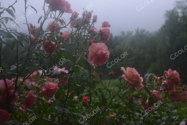 夏季花卉，雨中的月季园