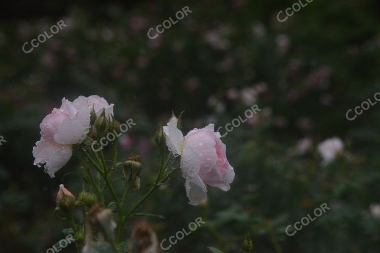 夏季花卉，雨中的月季园