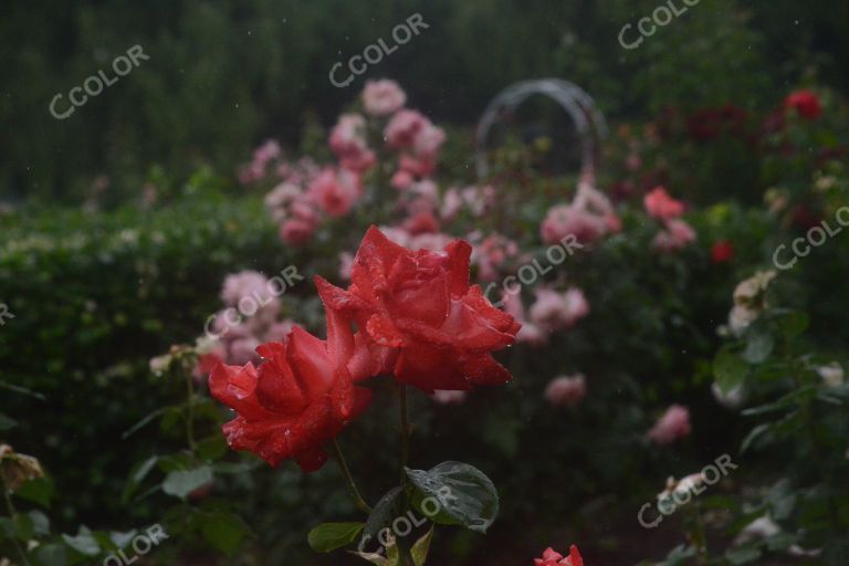 夏季花卉，雨中的月季园