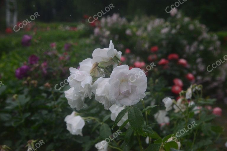 夏季花卉，雨中的月季园