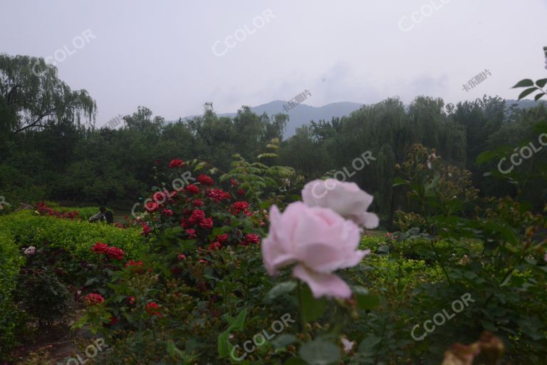 夏季花卉，月季花