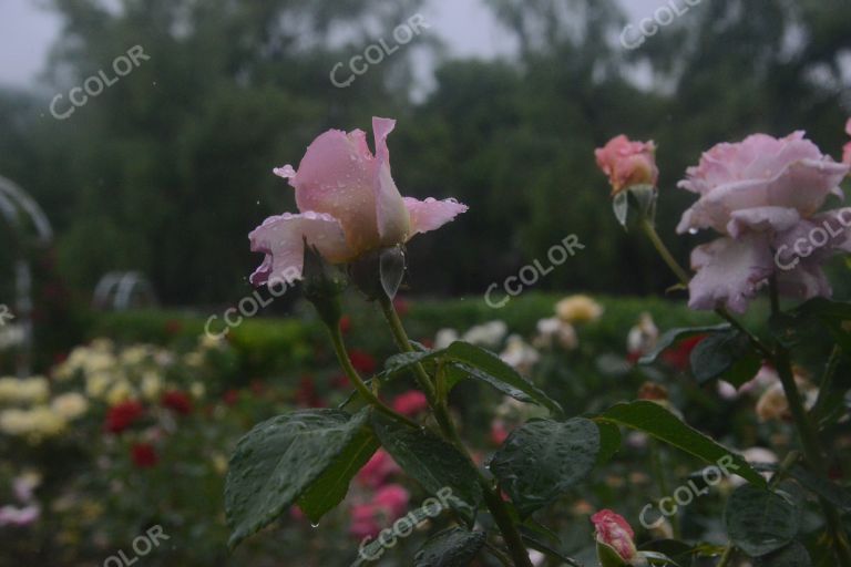 夏季花卉，月季花