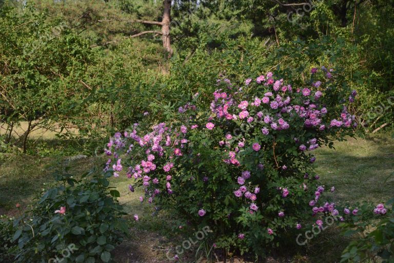 夏季花卉，月季花