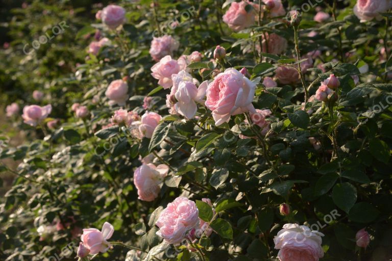 夏季花卉，月季花