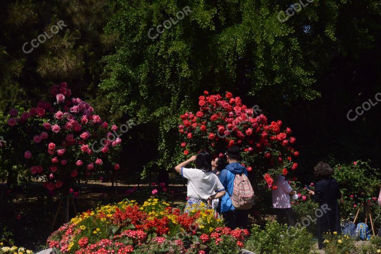 夏季花卉，月季花