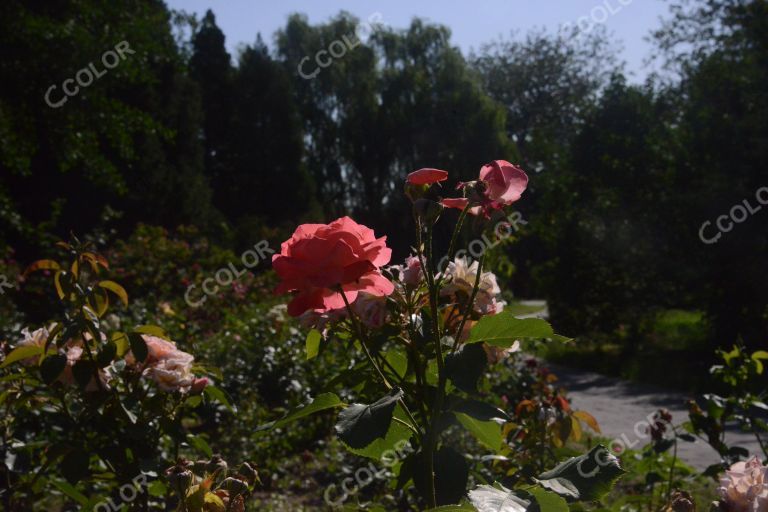 夏季花卉，月季花