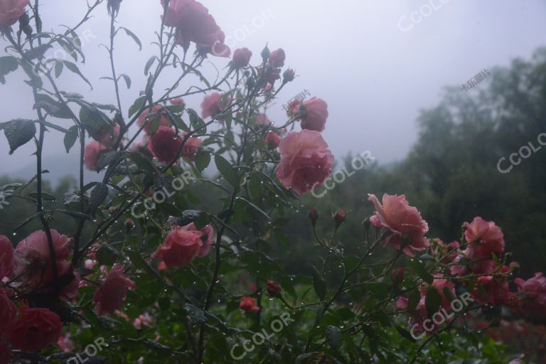 夏季花卉，雨中的月季园