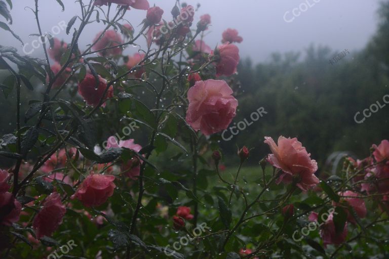 夏季花卉，雨中的月季园