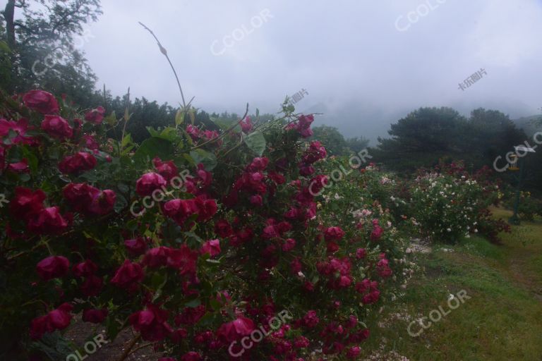 夏季花卉，雨中的月季园