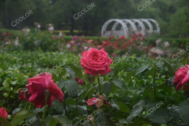 夏季花卉，雨中的月季园