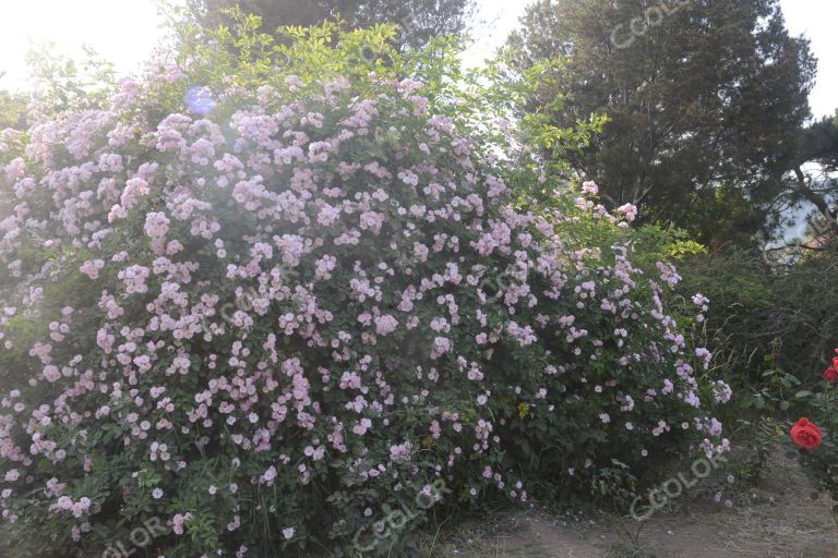 夏季花卉，月季花