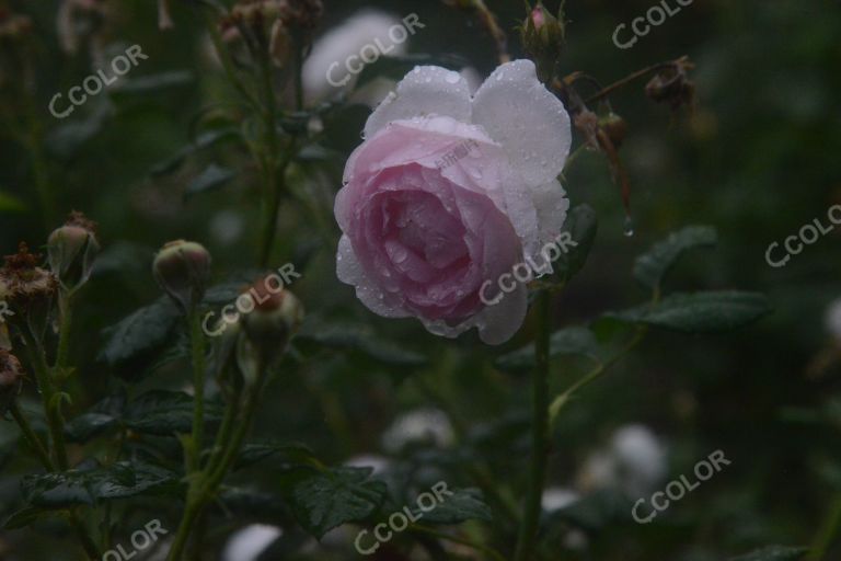 夏季花卉，雨中的月季园